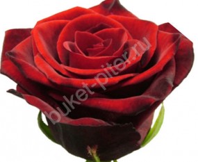Роза красная от 50см