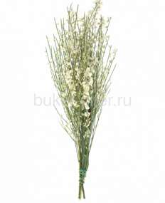 Джинстер Genista белый (1/3 банча)