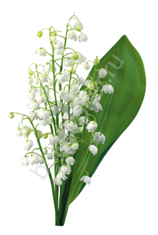 Ландыш