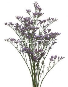 Лимониум сиреневый Limonium