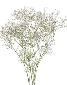 Гипсофила Gypsophila