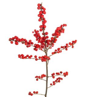 Илекс красный Ilex