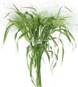 Паникум фоунтан Panicum