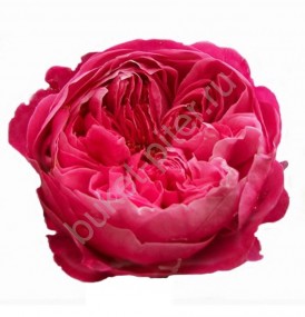 Пионовидная роза цикламеновая