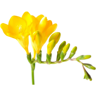 Фрезия желтая