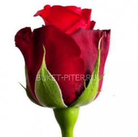 Роза Кения Красная 35-40см