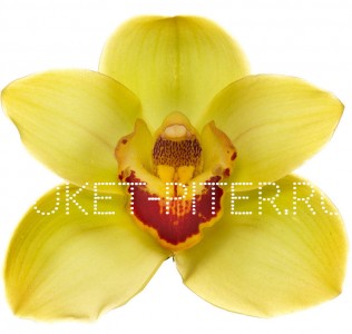 Орхидея Цимбидиум (колокольчик) Желтая на колбе (удлинитель)