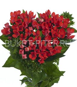 Бувардия красная Bouvardia