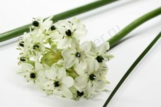 Орнитогалум