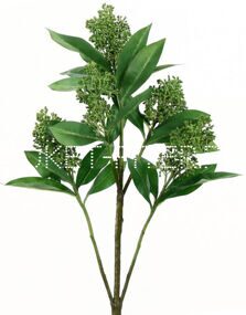 Скимия зеленая Skimmia