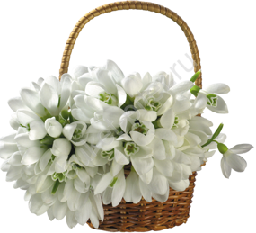 Корзина из 51 Галантусов