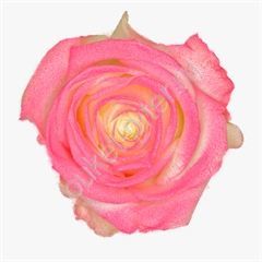 Роза Avalanche marshmallow pink
