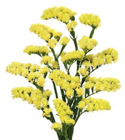 Статица желтая Limonium sinuata (Statice sinuata)