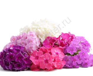 Флоксы