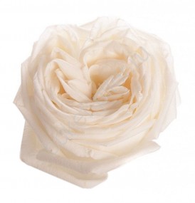 Пионовидная роза белая