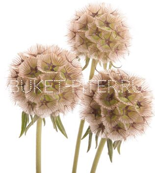 Скабиоза Scabiosa Stellata