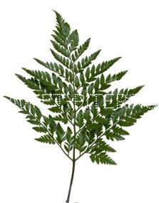 Папоротник Polypodiphyta