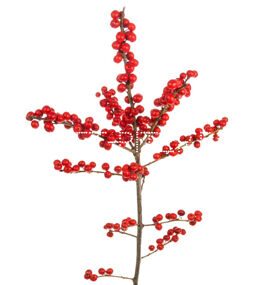 Илекс красный Ilex