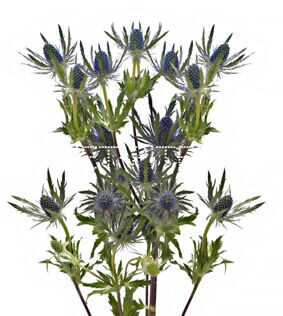 Эрингиум Erngium 40-50см