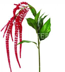 Амарантус красный Amaranthus
