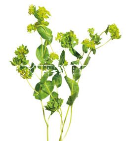 Буплерум Bupleurum