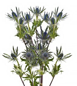 Эрингиум Erngium 40-50см