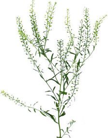 Грин белл (Тласпи) Thlaspi