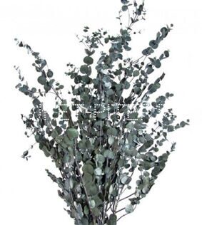 Эвкалипт Гунни (1/3 уп.) Eucalyptus gunnii