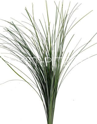 Берграс 0,25 уп. Xerophyllum