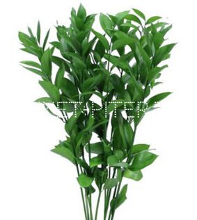 Рускус Израиль Ruscus