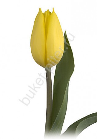 Тюльпан желтый (Голландия)