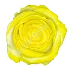 Роза Avalanche marshmallow yellow