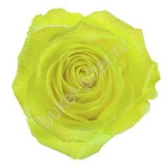 Роза Avalanche glitter look yellow