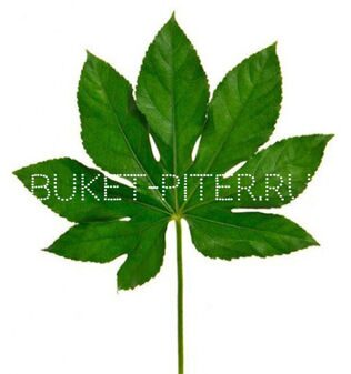 Аралия Aralia