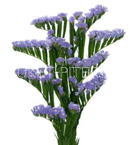 Статица голубая Limonium sinuata (Statice sinuata)