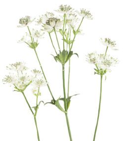 Астранция белая Astrantia