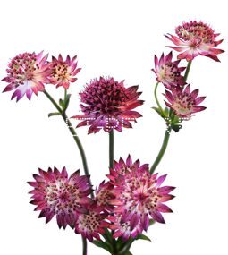 Астранция фиолетовая Astrantia