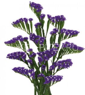 Статица фиолетовая Limonium sinuata (Statice sinuata)