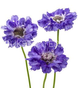 Скабиоза синяя Scabiosa