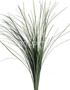 Берграс 0,25 уп. Xerophyllum