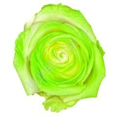 Роза Avalanche marshmallow green