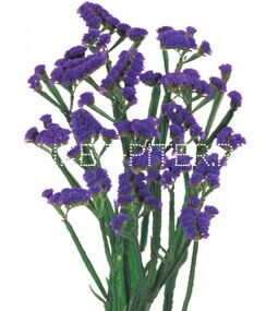 Статица синяя Limonium sinuata (Statice sinuata)