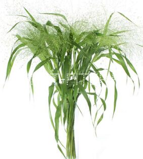 Паникум фоунтан Panicum