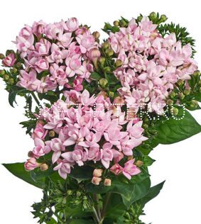 Бувардия сиреневая Bouvardia