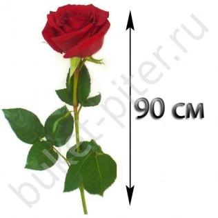 Роза 90 см