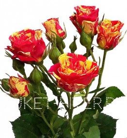 Роза кустовая красно-желтая Голландия