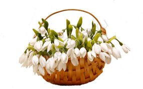 Корзина из 49 Весенних Галантусов