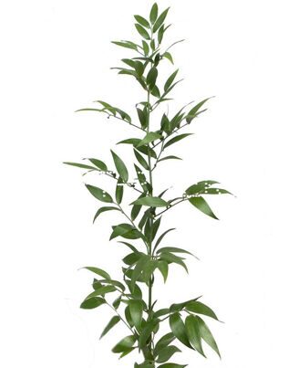 Рускус Италия Ruscus