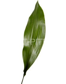 Аспидистра Aspidistra