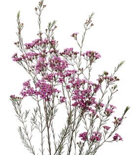 Ваксфлауэр (Хамелациум) Chamelaucium фиолетовый
